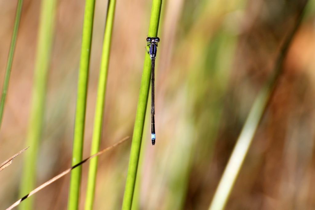 Ischnura elegans:  maschi e femmine